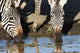 Burchell's Zebras Drinking Poster Print by Charles Sleicher, showcasing wildlife in Tanzania.