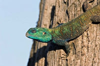 Green-Headed Agama Lizard Poster Print by Charles Sleicher showcasing vibrant colors.