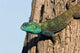 Green-Headed Agama Lizard Poster Print by Charles Sleicher showcasing vibrant colors.