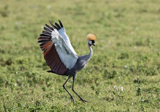 Grey Crowned Crane dancing in Ngorongoro Crater, Tanzania poster print
