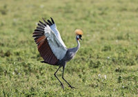 Grey Crowned Crane dancing in Ngorongoro Crater, Tanzania poster print