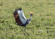 Grey Crowned Crane dancing in Ngorongoro Crater, Tanzania poster print