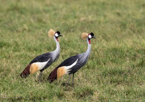 Two Crowned Cranes in Ngorongoro Crater Poster Print by Charles Sleicher