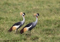 Two Crowned Cranes in Ngorongoro Crater Poster Print by Charles Sleicher