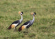 Two Crowned Cranes in Ngorongoro Crater Poster Print by Charles Sleicher