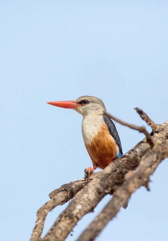Grey-headed Kingfisher Poster Print by Charles Sleicher, vibrant wildlife art.
