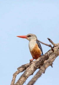 Grey-headed Kingfisher Poster Print by Charles Sleicher, vibrant wildlife art.