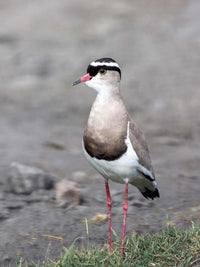 Crowned Lapwing poster print showcasing the vibrant bird from Tanzania's Serengeti.