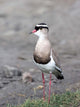 Crowned Lapwing poster print showcasing the vibrant bird from Tanzania's Serengeti.