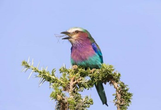 Lilac-breasted Roller bird perched with a walking stick insect in the Serengeti, Tanzania poster print.