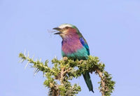 Lilac-breasted Roller bird perched with a walking stick insect in the Serengeti, Tanzania poster print.