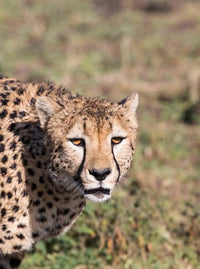 Serengeti Africa poster print featuring vibrant wildlife and landscapes by Charles Sleicher.