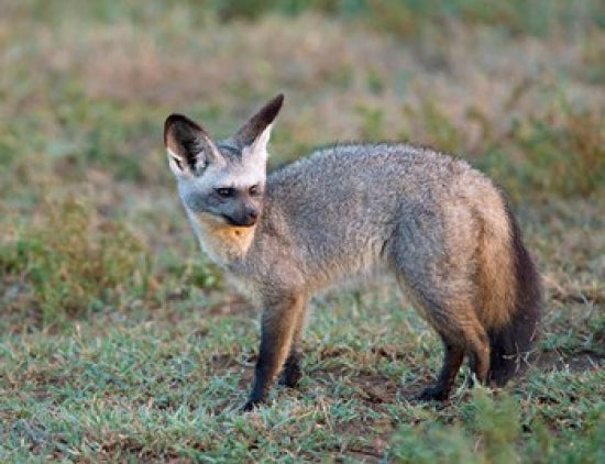 Bat-eared Fox poster print from the Serengeti, Tanzania.
