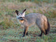Bat-eared Fox poster print from the Serengeti, Tanzania.