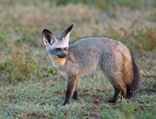 Bat-eared Fox Art Print from Serengeti, Tanzania by Charles Sleicher.