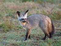Bat-eared Fox Art Print from Serengeti, Tanzania by Charles Sleicher.