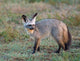 Bat-eared Fox Art Print from Serengeti, Tanzania by Charles Sleicher.