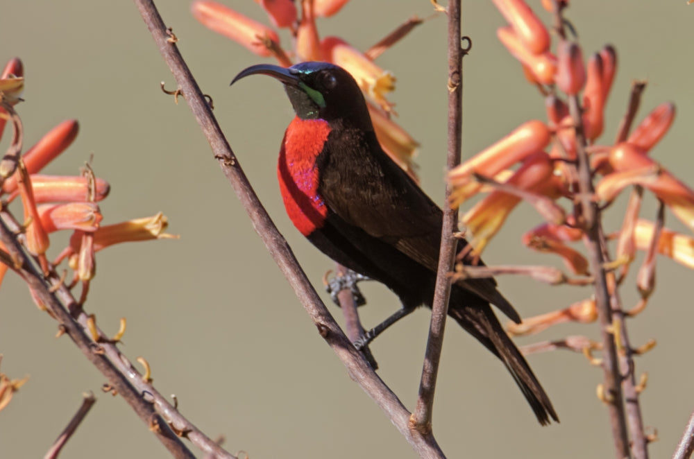 Scarlet-chested Sunbird Poster Print by Charles Sleicher showcasing vibrant colors and details.
