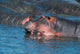Mother and Young Hippopotamus Fine Art Print by Dee Ann Pederson