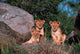 Den of Lion Cubs poster print by Dee Ann Pederson featuring playful lion cubs in the Serengeti.