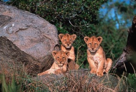 Den of Lion Cubs Poster Print by Dee Ann Pederson featuring adorable lion cubs in the Serengeti.