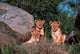 Den of Lion Cubs Poster Print by Dee Ann Pederson featuring adorable lion cubs in the Serengeti.