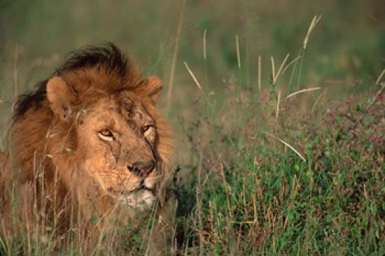 Head of Male African Lion Poster Print by Dee Ann Pederson showcasing the majestic lion's face.
