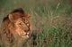 Head of Male African Lion Poster Print by Dee Ann Pederson showcasing the majestic lion's face.