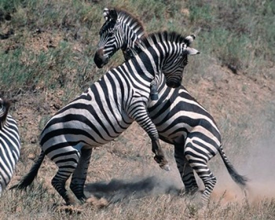 Fighting Burchell's Zebra Poster Print by Dee Ann Pederson showcasing wildlife in Tanzania.