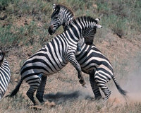 Fighting Burchell's Zebra Poster Print by Dee Ann Pederson showcasing wildlife in Tanzania.