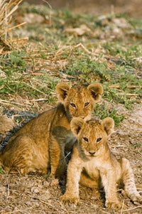 Lion cubs playing in Tanzania poster print by Daniel Schreiber.