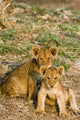 Lion cubs playing in Tanzania poster print by Daniel Schreiber.