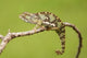 Chameleon Poster Print from Serengeti National Park, Ndutu, Tanzania by Joe & Mary Ann McDonald.
