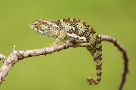 Chameleon poster print in Serengeti National Park by Joe & Mary Ann McDonald.