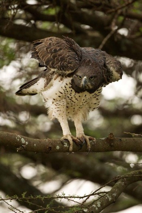 Martial Eagle soaring over Gol Kopjes in Serengeti National Park, Tanzania poster print.