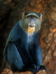 Lake Manyara NP Blue Monkey Poster Print by Jan & Stoney Edwards