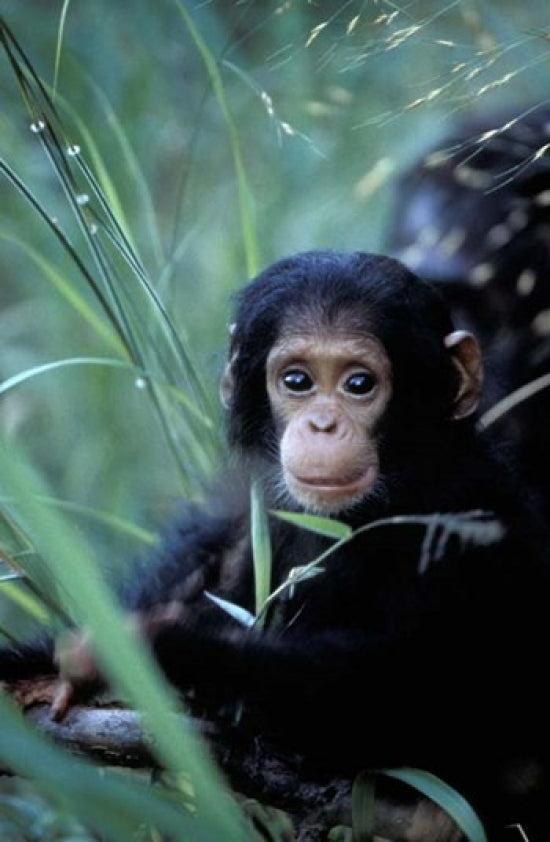 Infant Chimpanzee Poster Print by Kristin Mosher