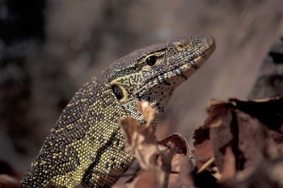 Nile Monitor Lizard Poster Print by Kristin Mosher featuring Gombe National Park, Tanzania.