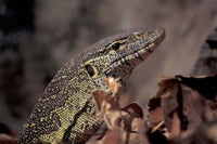 Nile Monitor Lizard poster print from Gombe National Park, Tanzania.
