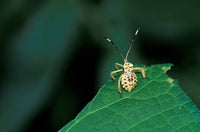 Insect on Green Leaf art print by Kristin Mosher, showcasing vibrant colors and nature's beauty.