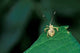 Insect on Green Leaf art print by Kristin Mosher, showcasing vibrant colors and nature's beauty.