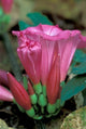 Poster print of a pink flower with buds in Gombe National Park, Tanzania by Kristin Mosher.