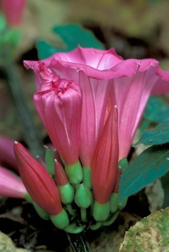 Pink Flower with Buds Gombe National Park Poster Print by Kristin Mosher