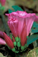 Pink Flower with Buds Gombe National Park Poster Print by Kristin Mosher