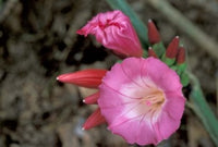 Pink Flower in Bloom Poster Print - Gombe National Park, Tanzania by Kristin Mosher