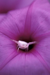 Crab Spider on Flower poster print captured in Gombe National Park, Tanzania by Kristin Mosher.