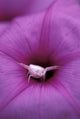 Crab Spider on Flower poster print captured in Gombe National Park, Tanzania by Kristin Mosher.