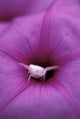 Crab Spider on Flower fine art print from Gombe National Park, Tanzania by Kristin Mosher.