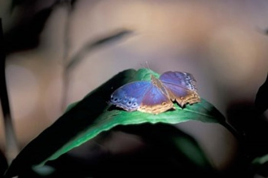 Colorful Butterfly Wings Poster Print from Gombe National Park, Tanzania by Kristin Mosher