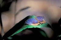 Colorful Butterfly Wings Poster Print from Gombe National Park, Tanzania by Kristin Mosher